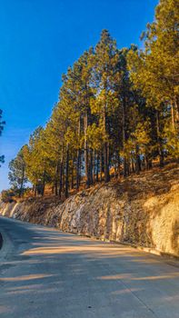 A scenic road lined with pine trees under a clear blue sky in Khyber Pakhtunkhwa, Pakistan.