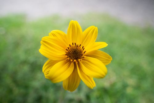 Free A vibrant yellow flower blossom in blurred green background, representing spring beauty. Stock Photo