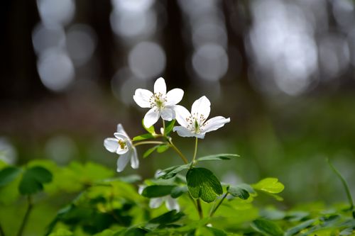 Free Delicate white wood anemone flowers bloom against a blurred forest background. Stock Photo