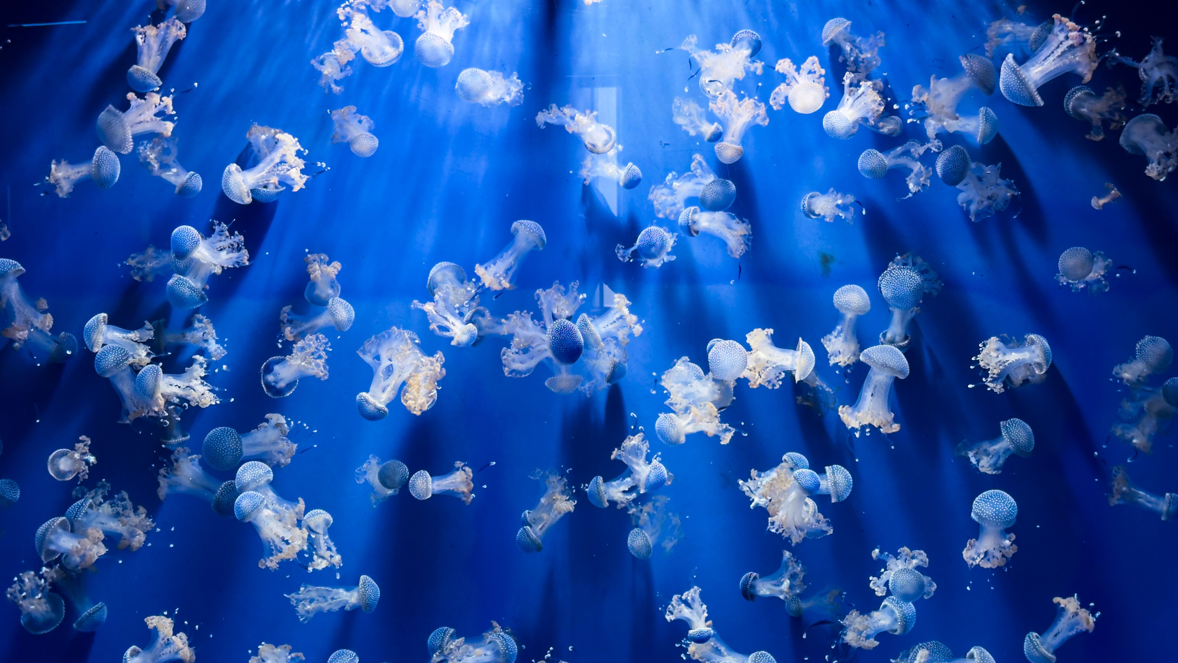 Mesmerizing Jellyfish Display in Blue Waters · Free Stock Photo