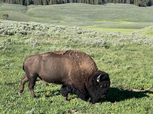 Free Brown Bison on Grazing on Grass Field Stock Photo