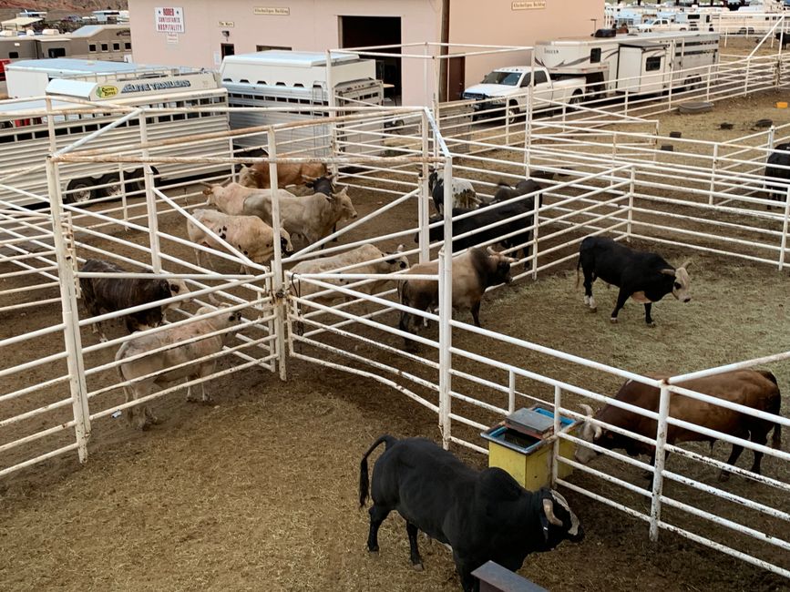 Cattle gathered in a corral at a rodeo, representing livestock management in agriculture.