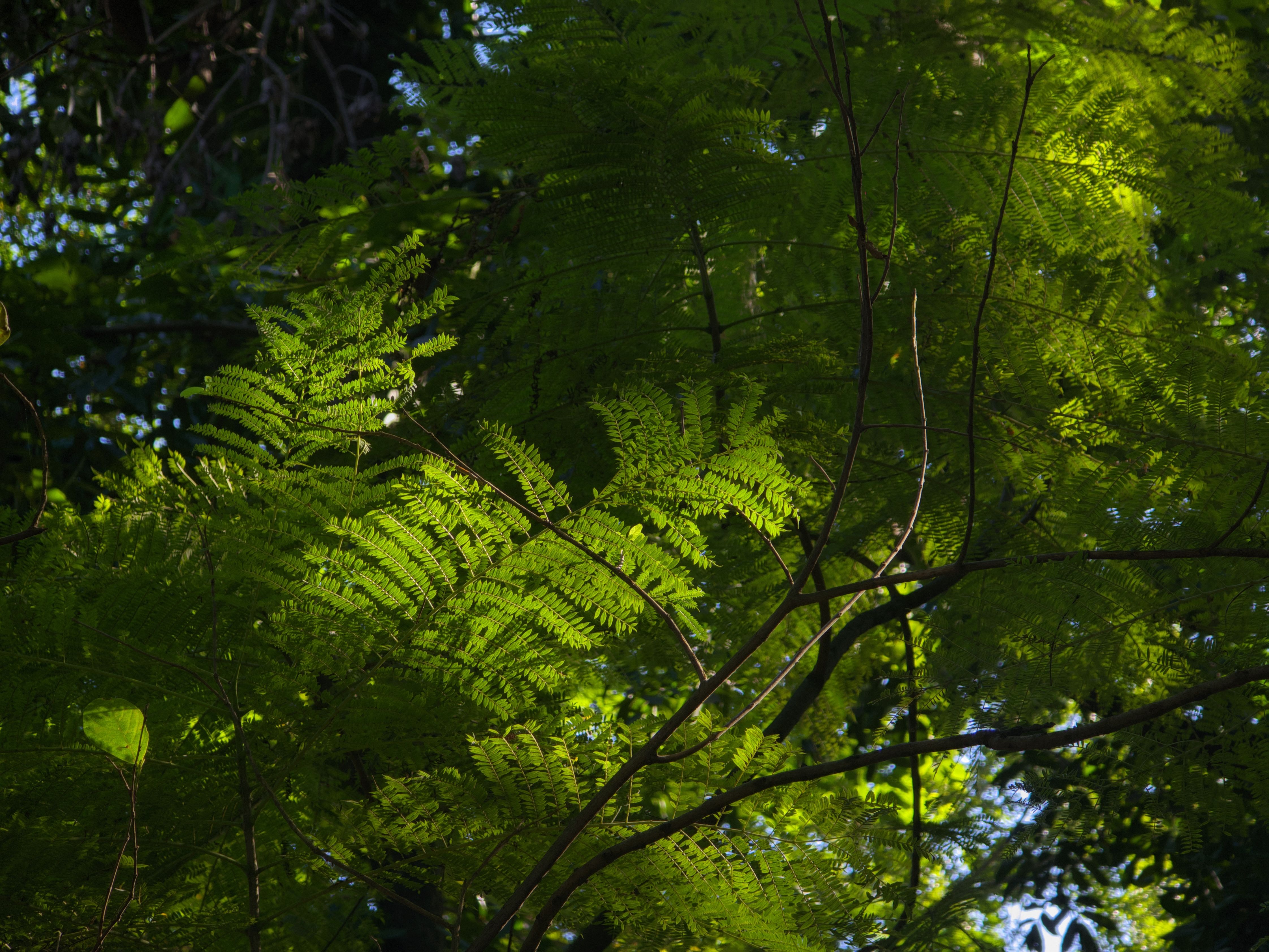 Phu Quoc National Park Trails near Bai Thom