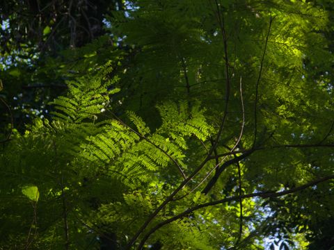Artwork for Landscaping Your Life: Using Nature’s Wisdom for Clarity and Growth with Alison Smith