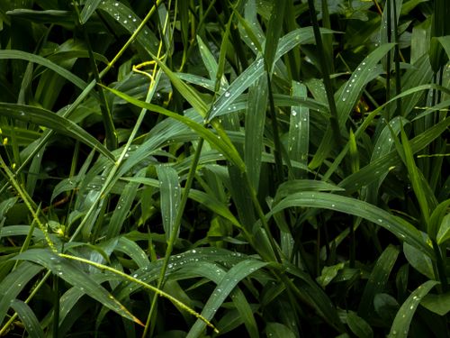 Free Detailed view of lush green grass with dew droplets, capturing the essence of a rainforest environment. Stock Photo