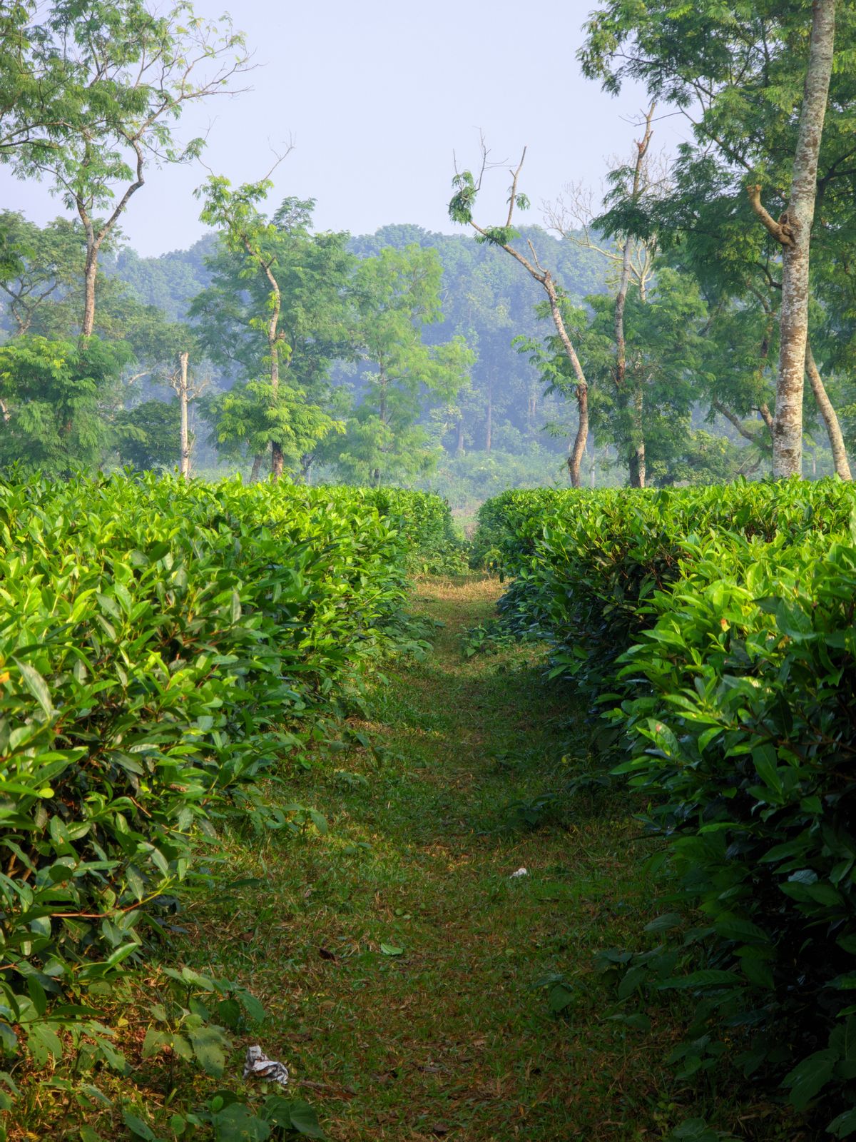 Lush green tea fields extending across a rural landscape