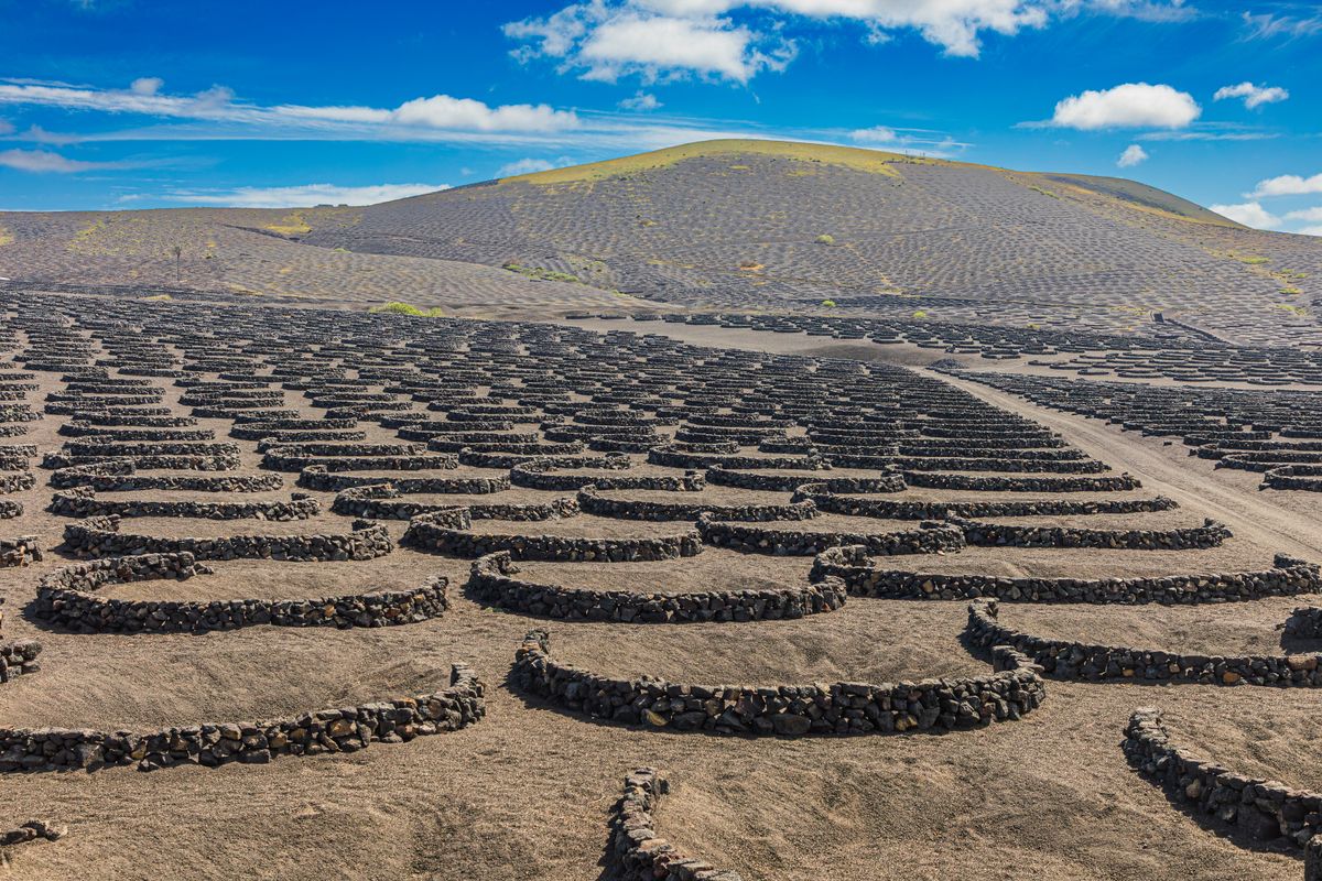 Vineyards in the volcanic La Geria wine region of Lanzarote