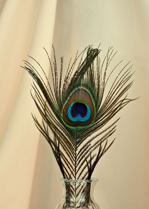 Free Elegant arrangement of a colorful peacock feather in a clear vase against a soft background. Stock Photo