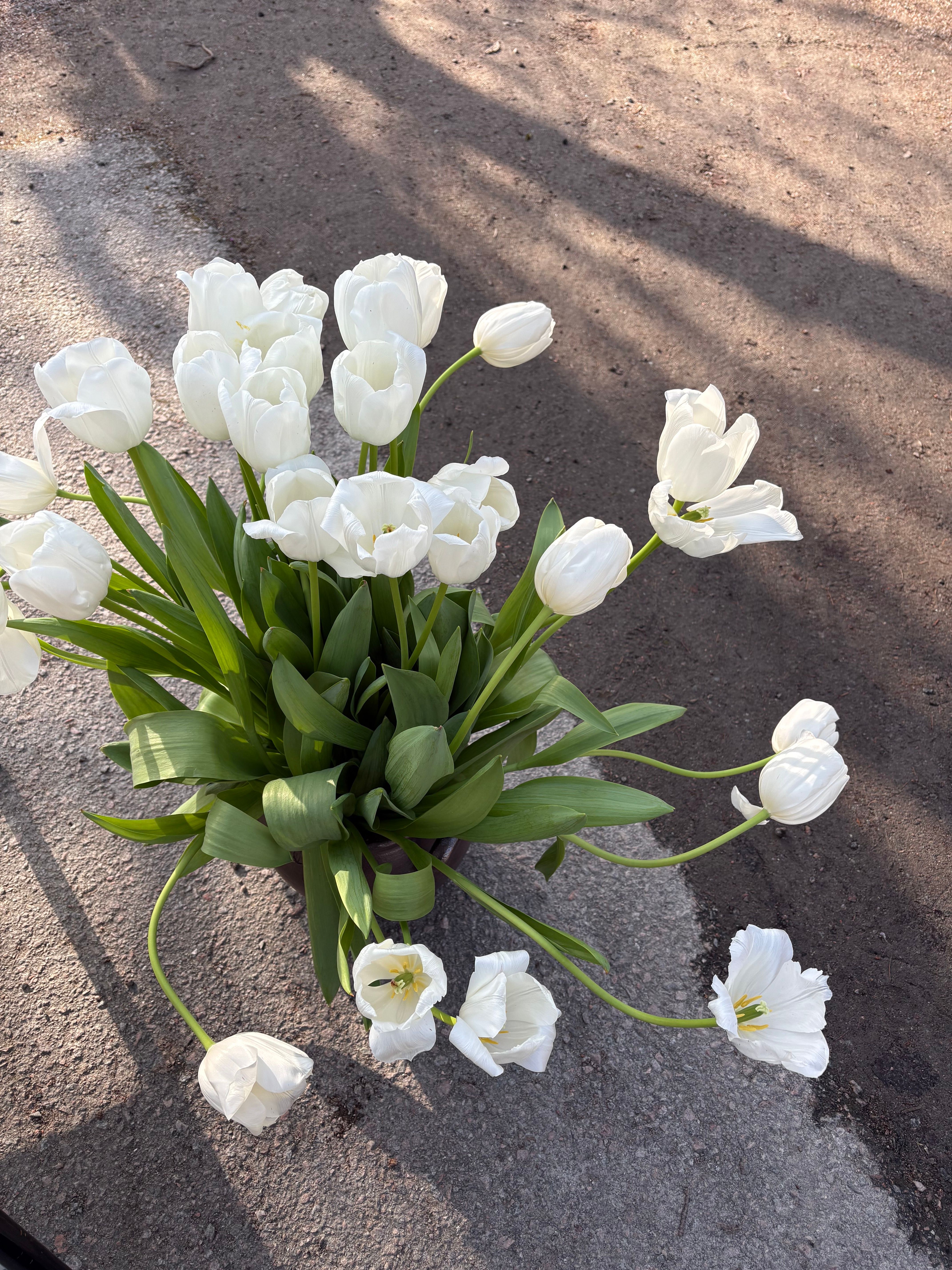 Beautiful white tulips on a sunlit street, capturing the essence of spring in Linköping.