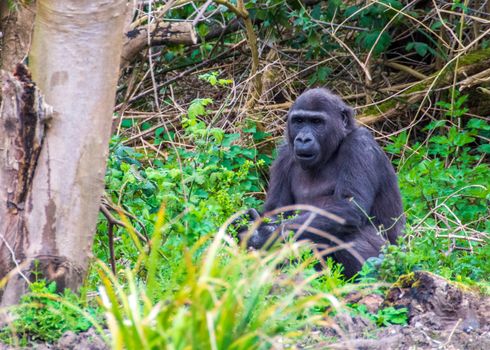 Batwa community visit — Uganda — Bwindi Gorillas