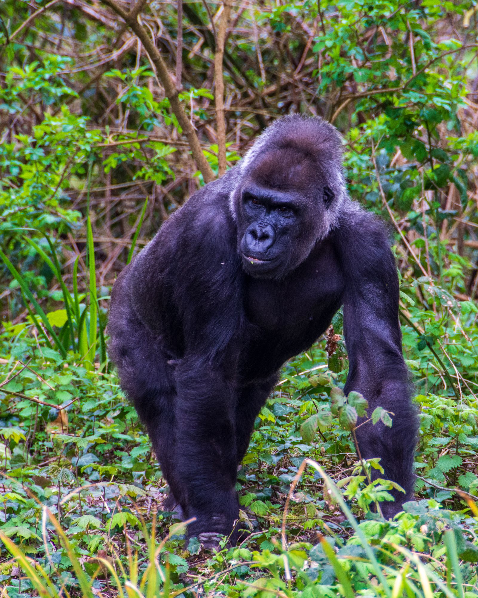 Rwanda Gorilla Trekking