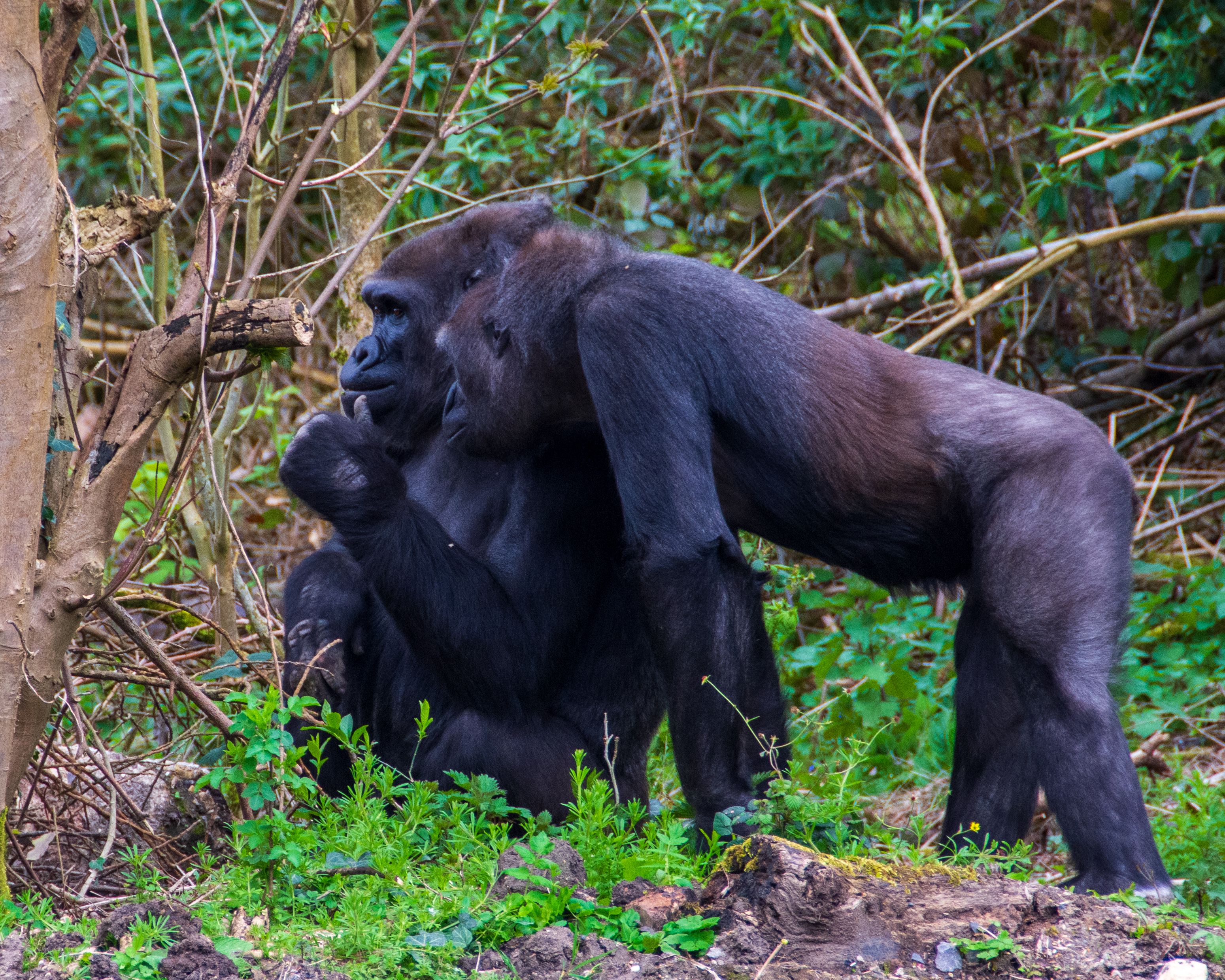 Two western gorillas interacting in a lush forest environment, showcasing their natural behavior.