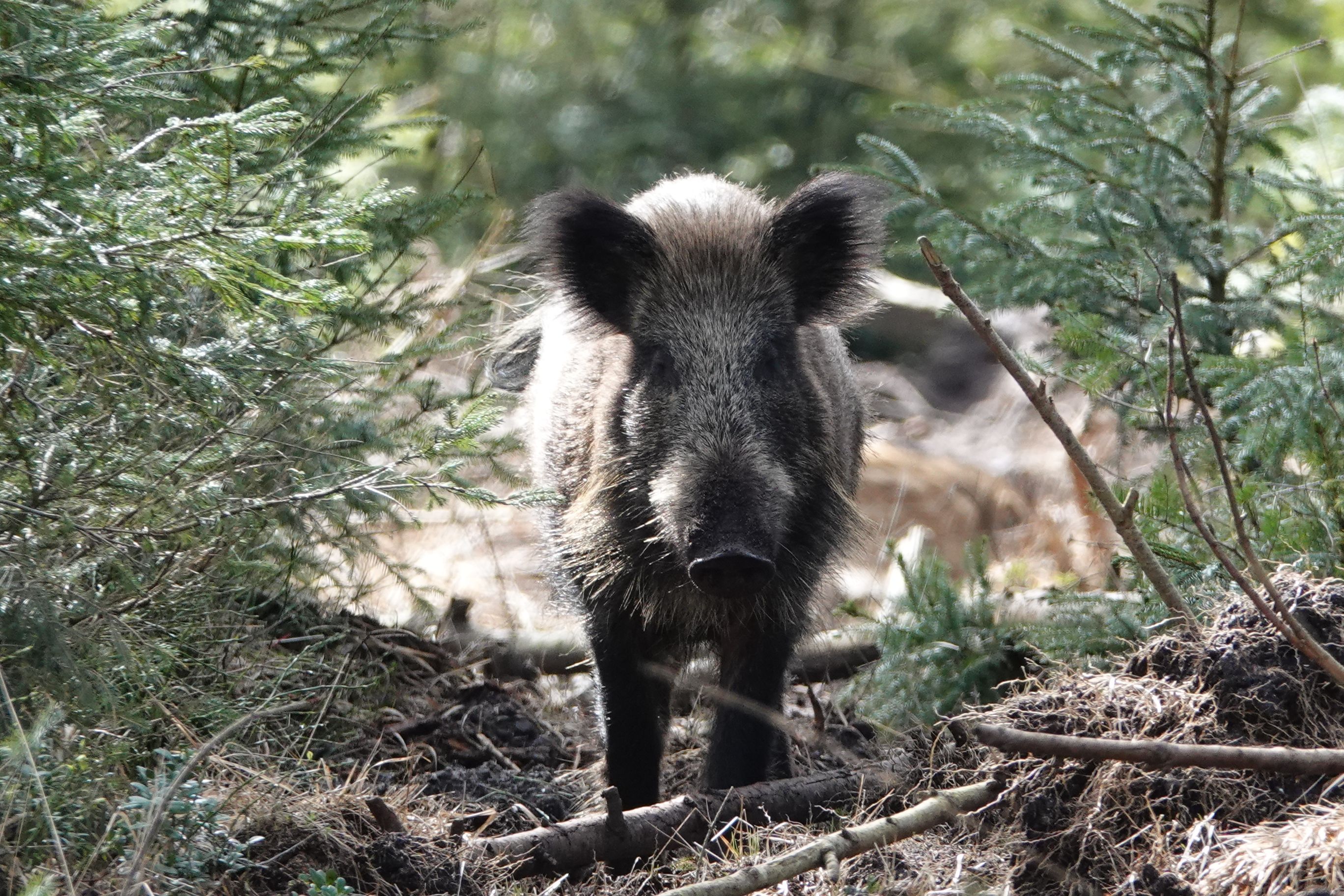 Close-up of a wild boar in the woods of Uddel, Gelderland, Netherlands.