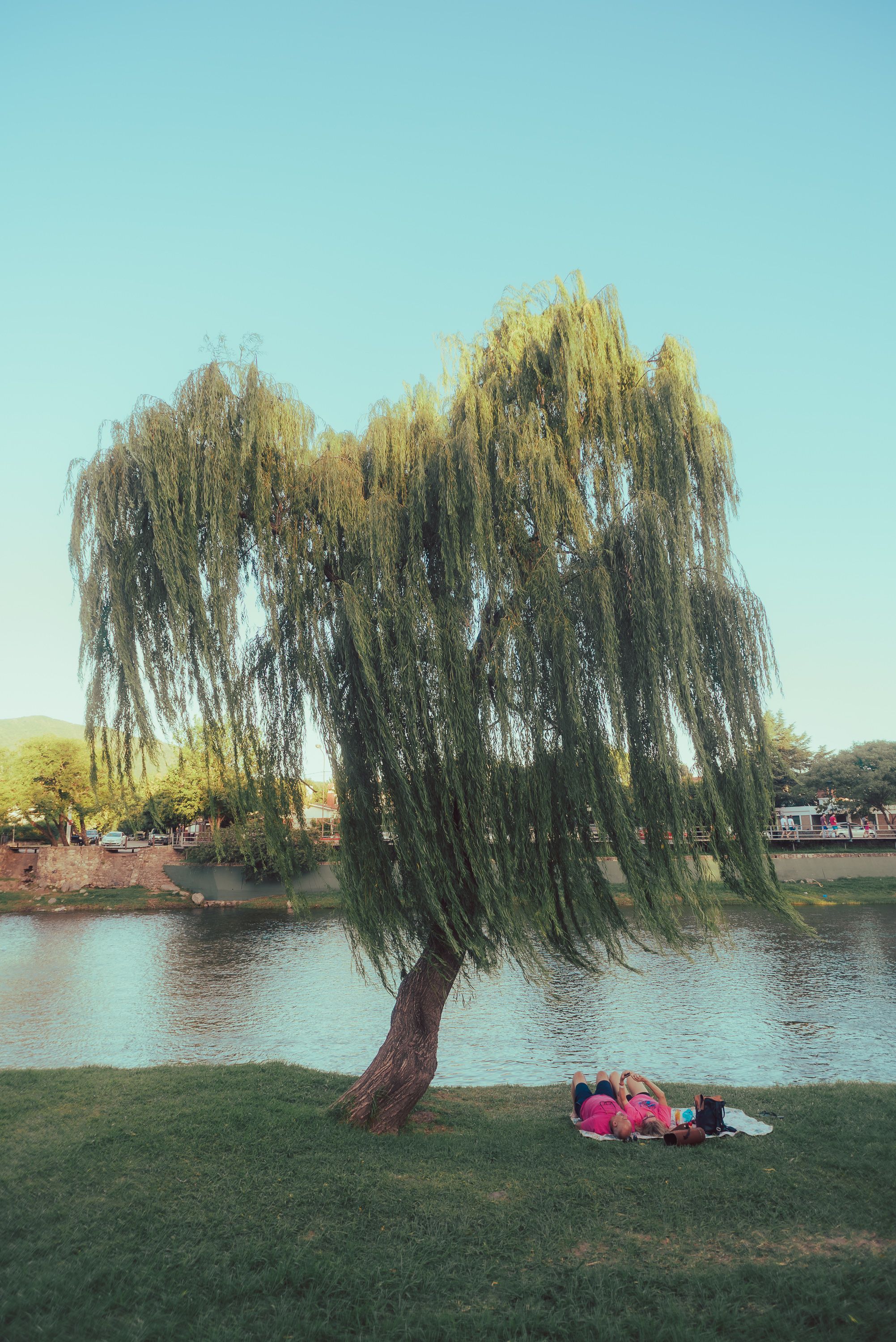 Relaxing Under a Willow Tree by the River · Free Stock Photo