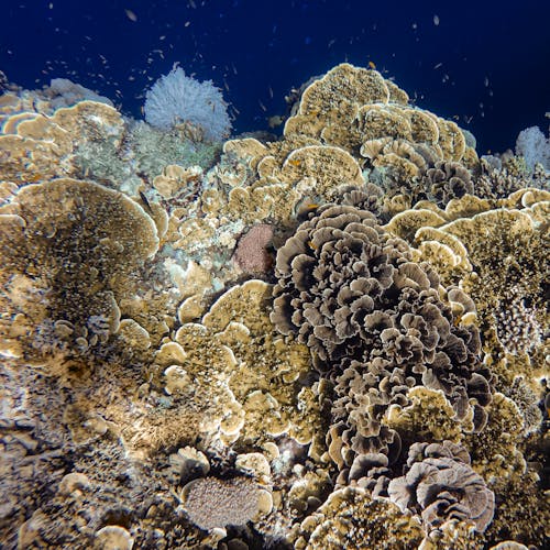 Underwater Photography of Brown Corals