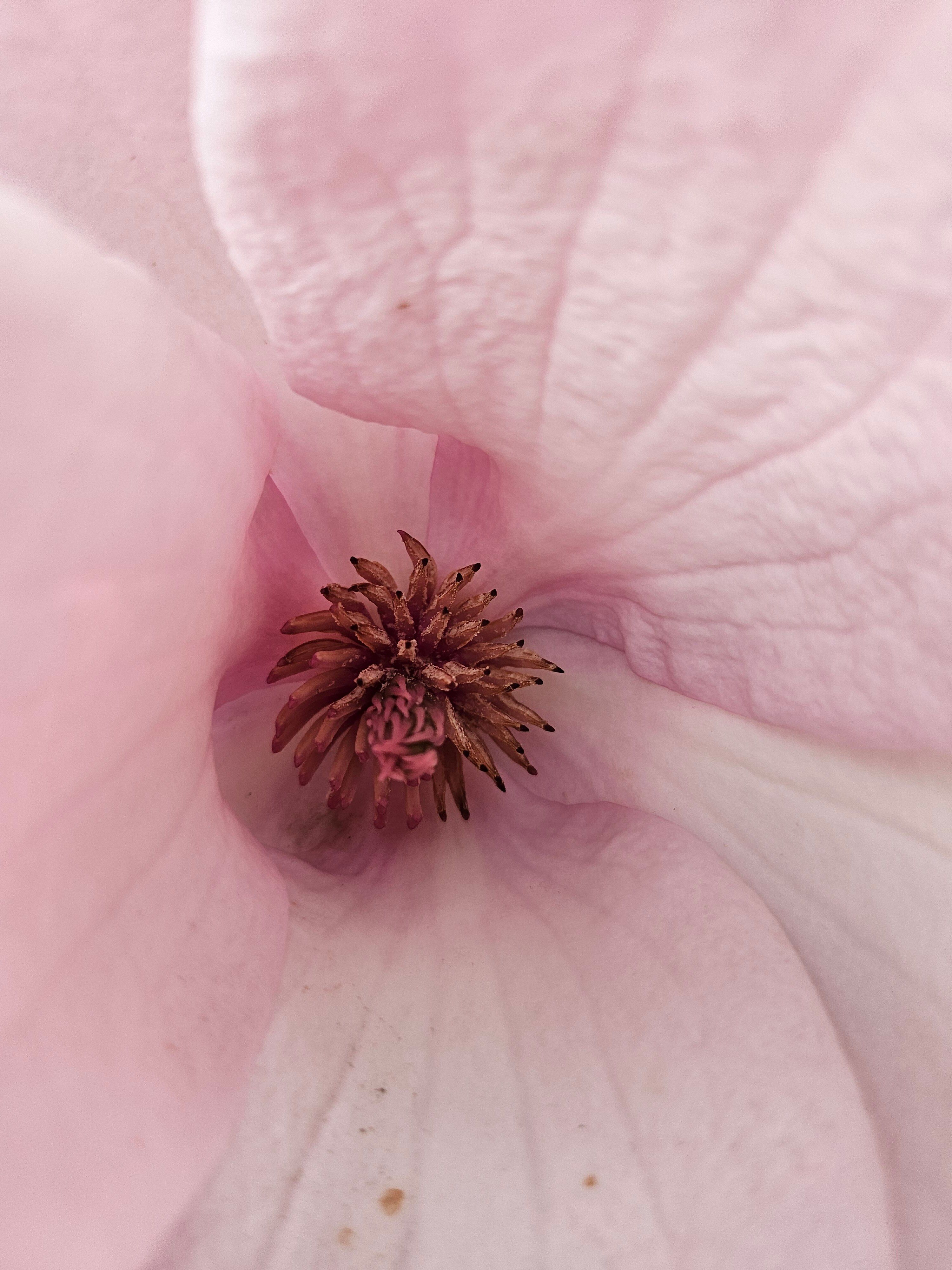 Free A macro shot highlighting the intricate details of a pink flower's stamen. Stock Photo