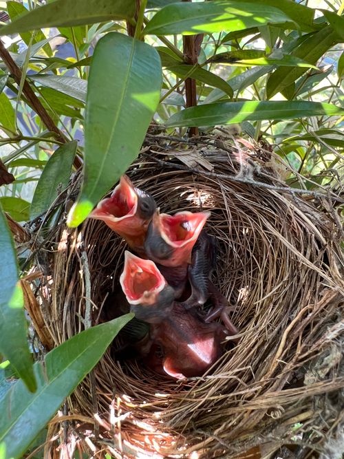 Free Baby birds with open mouths in a nest surrounded by green leaves in Bacolod, Philippines. Stock Photo
