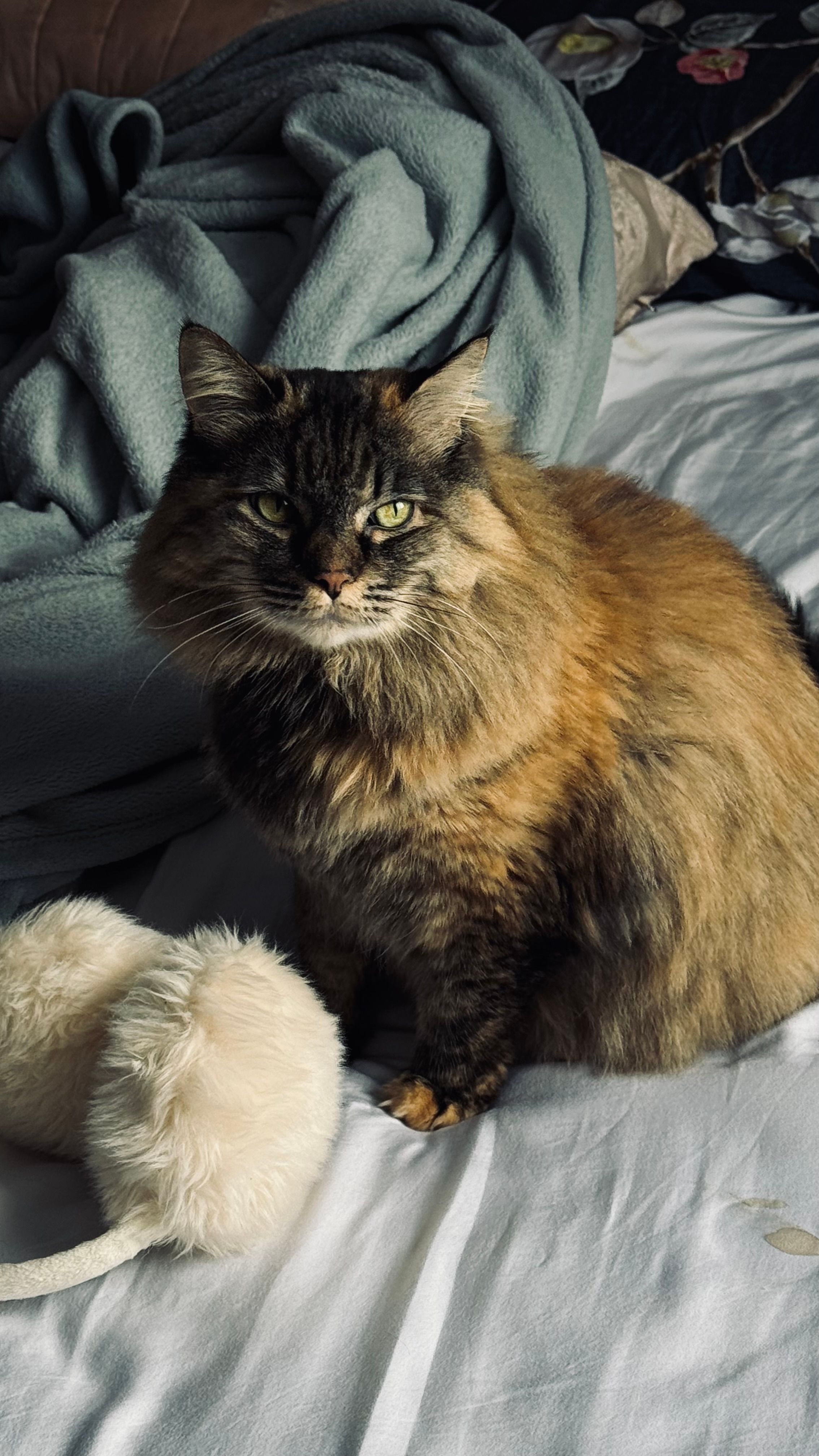 Adorable fluffy cat sitting comfortably on a bed with a soft blanket and toy.