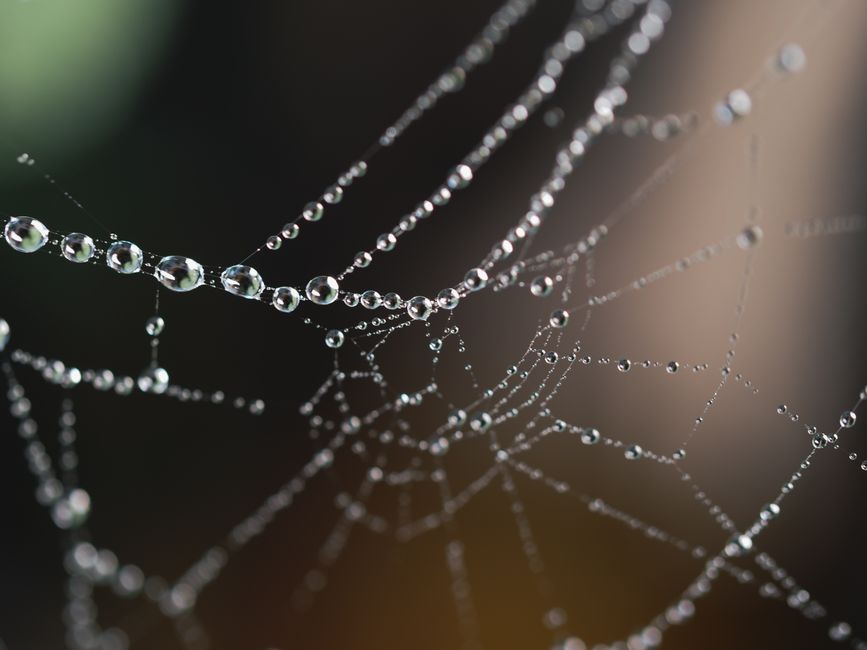 spider web dew drops