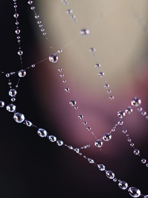 Free Close-up of dew-covered spider web with a blurred background in an Italian garden. Stock Photo