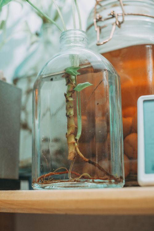 Free Young bamboo plant growing in water inside a glass jar on a shelf, next to a digital device. Stock Photo