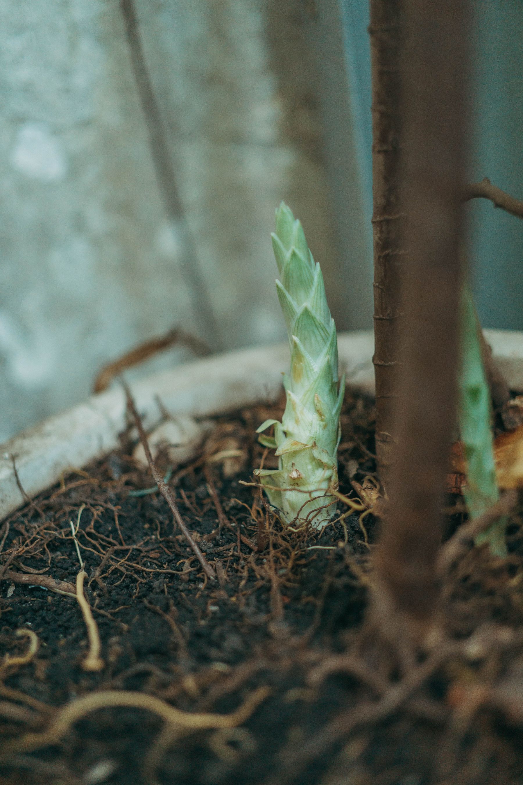 Give Root Cuttings Time Give Root Cuttings Time