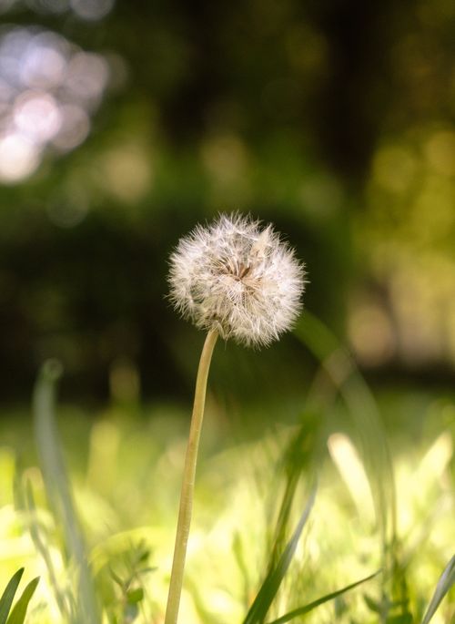 Free A detailed view of a dandelion in a sunlit meadow, capturing the delicate seeds ready to disperse. Stock Photo