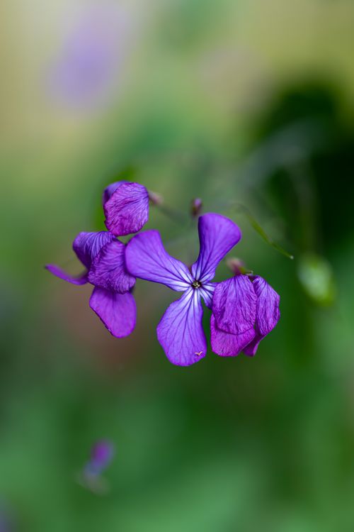 Free Detailed close-up of a purple wildflower with a blurred green background. Stock Photo