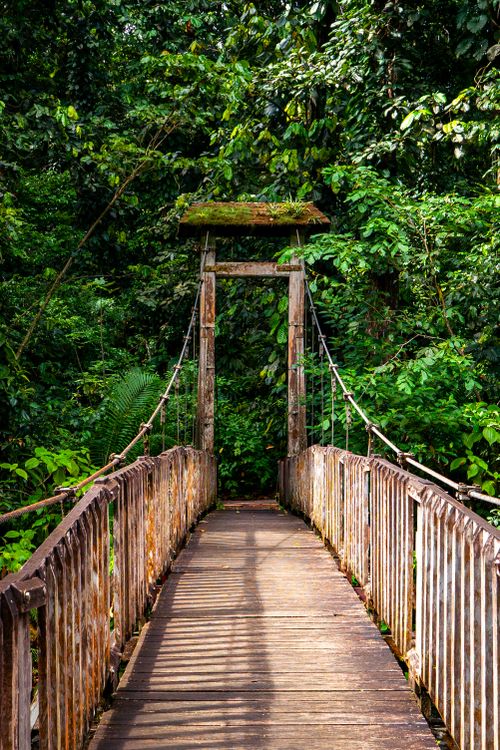 Free Rustic wooden bridge surrounded by lush rainforest vegetation in Guadeloupe, offering a serene nature walk. Stock Photo
