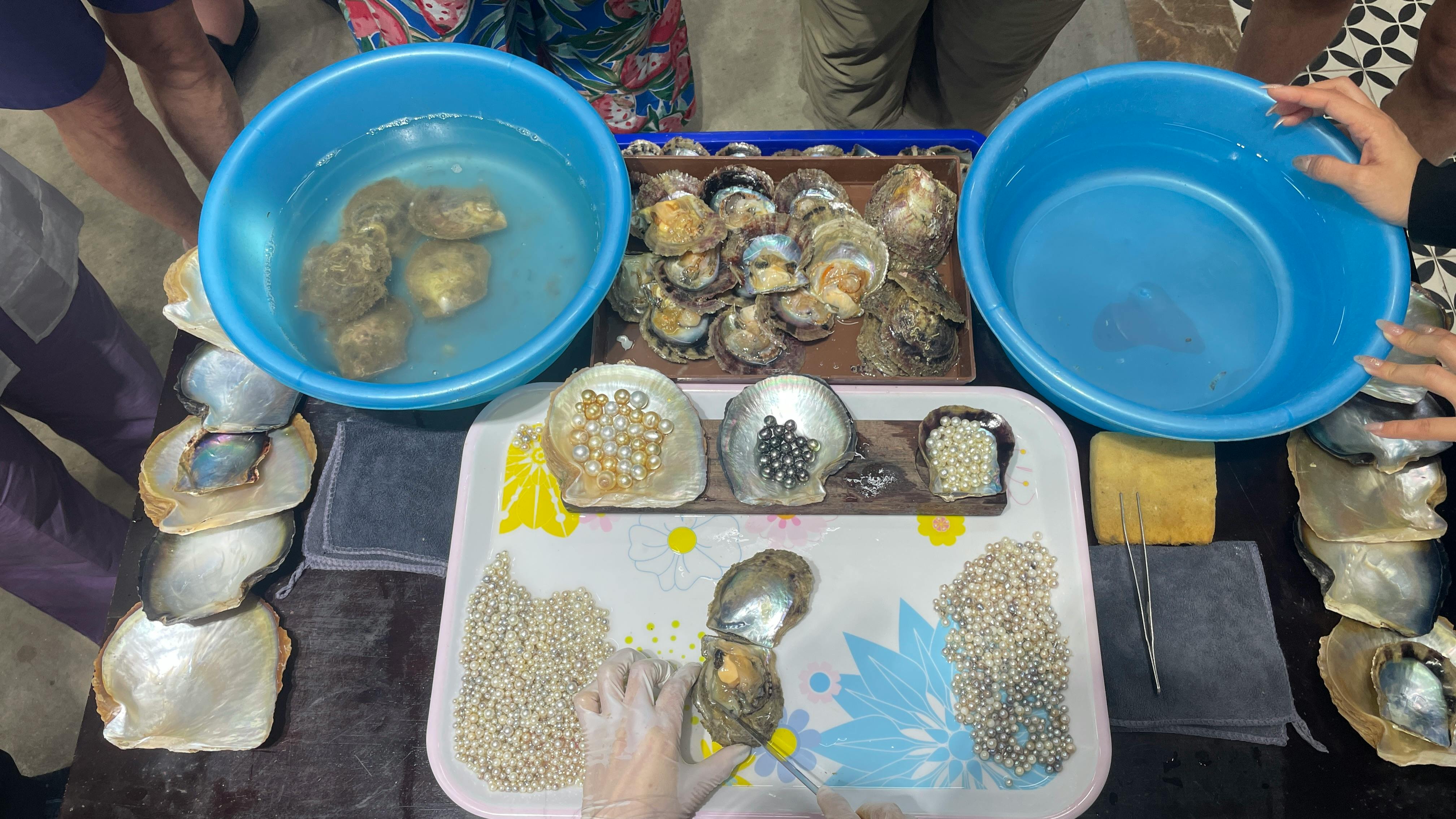 Close-up of pearl harvesting showing oysters, pearls, and sorting trays.