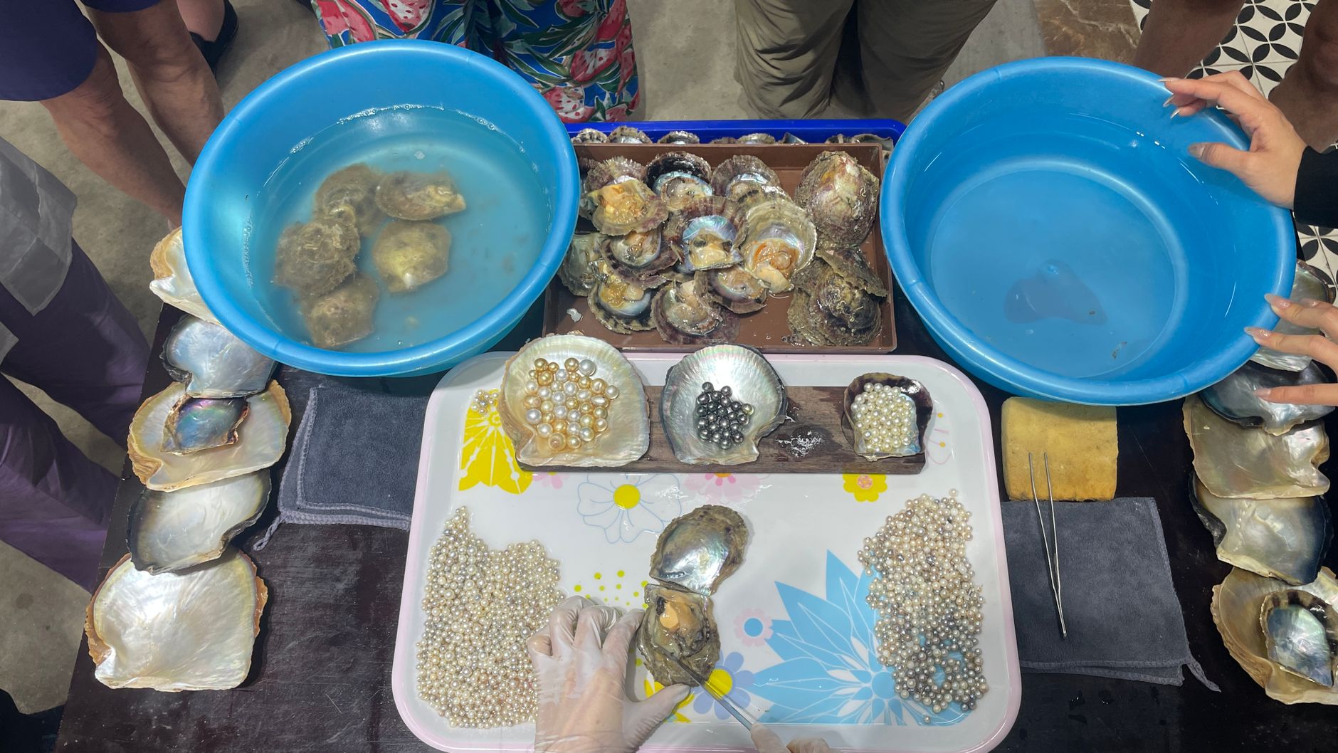 Close-up of pearl harvesting showing oysters, pearls, and sorting trays.