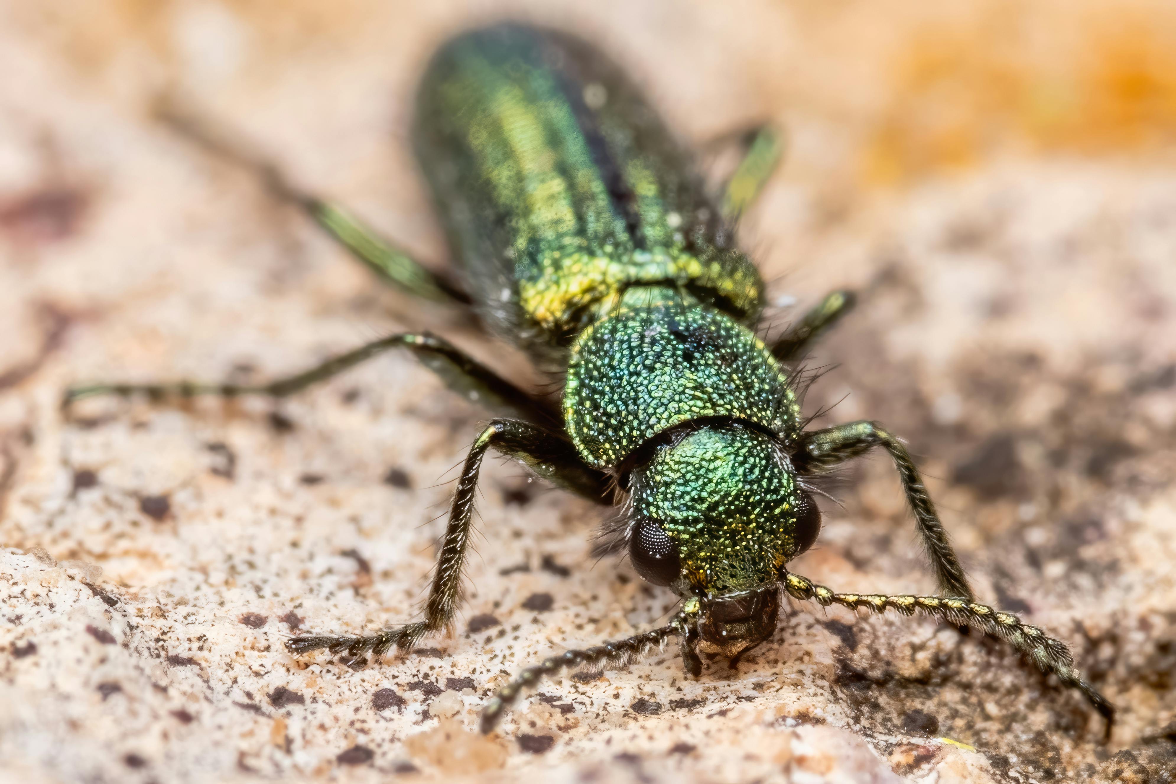 Close-up shot of a metallic green beetle on stone in Valencia, Spain.