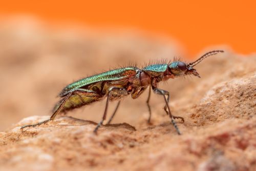 Free Macro photograph of a metallic green beetle on a textured rock surface, vibrant orange background. Stock Photo