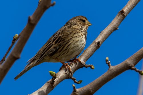 Free A sparrow resting on a branch against a clear blue sky. Stock Photo
