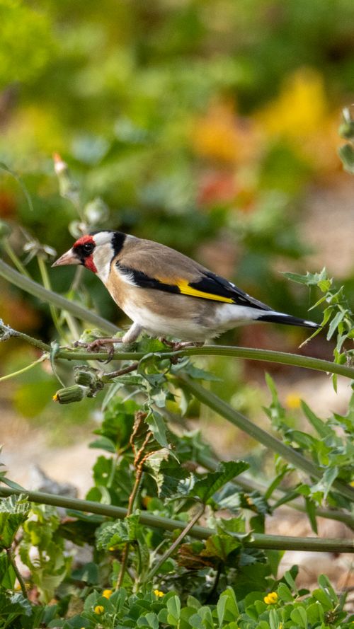 Free A European Goldfinch (Carduelis carduelis) on a branch surrounded by lush greenery. Stock Photo