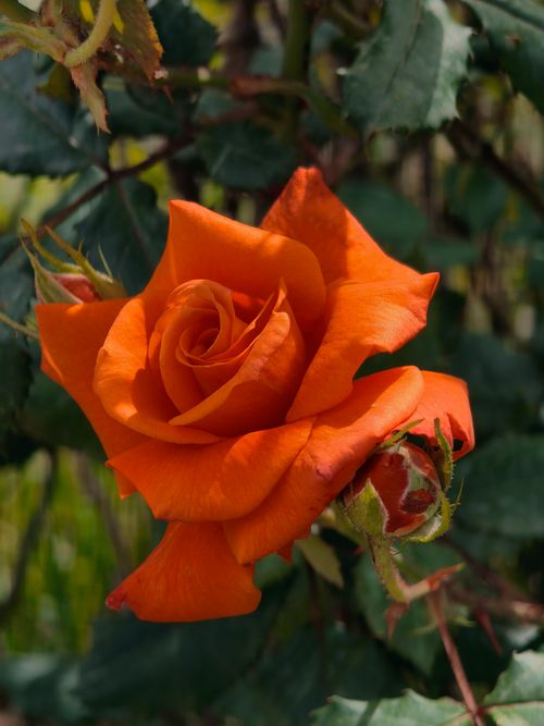 Free A stunning orange rose blooming with green foliage, captured in Baghdad, Iraq. Stock Photo
