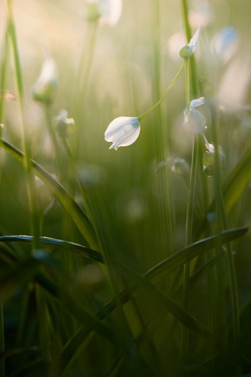 Free Close-up of delicate white lily of the valley flowers with morning dew in a serene outdoor setting. Stock Photo