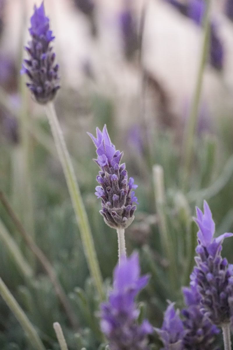 Macro shot of lavender flowers showcasing vibrant purple hues in a Spanish garden