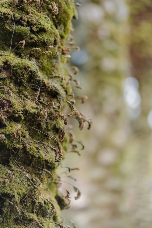 Free Detailed view of green moss growing on a tree trunk, showcasing nature's textures. Stock Photo