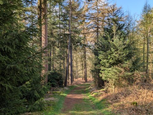 Free Tranquil forest trail surrounded by evergreen trees, perfect for a peaceful walk in early spring. Stock Photo