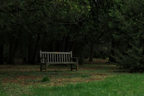 Free A wooden bench in a peaceful forest setting, surrounded by greenery. Stock Photo