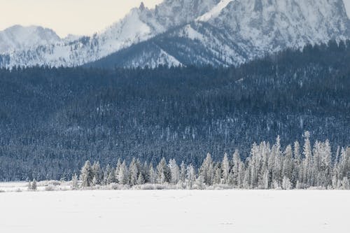 無料 雪に覆われた山と木 写真素材