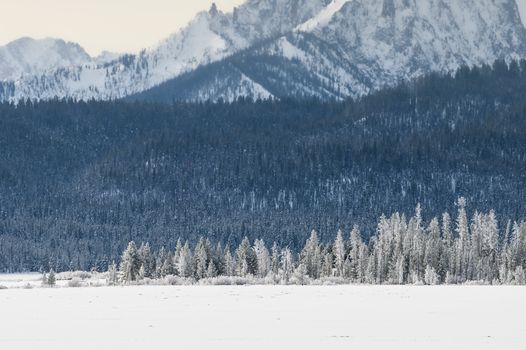 前景是雪山与霜松构成的宁静冬日景象