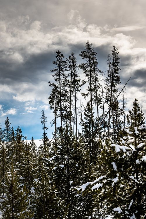 Free Tall pine trees in a snowy forest under a dramatic, cloudy sky during winter. Stock Photo