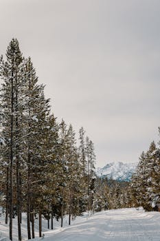 一条白雪皑皑的宁静林间小路，两旁排列着高大的松树，远处是连绵的山脉