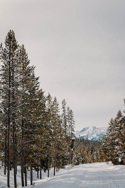 Green Pine Trees Under White Sky