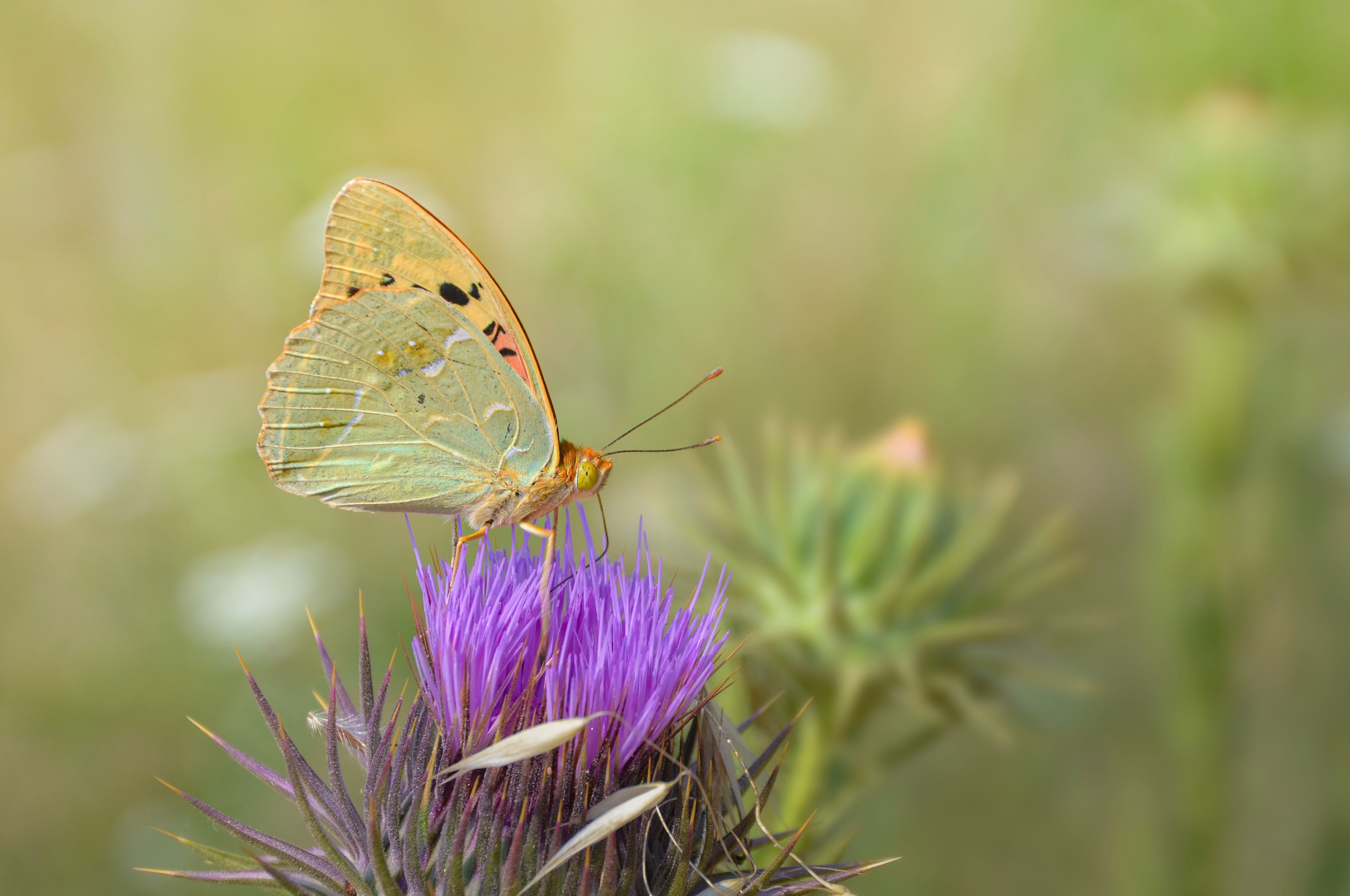 Rare Butterfly Species Discovered in Finland After Over a Decade – New Host Plant Identified