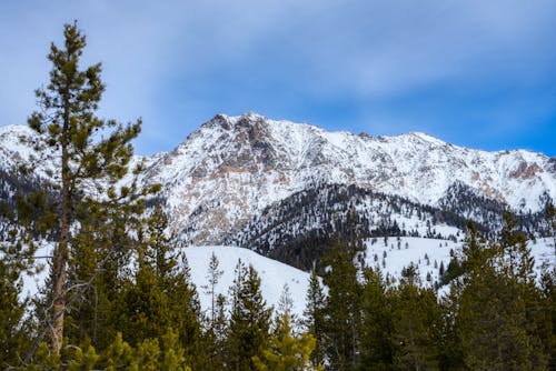 雪山附近的绿树