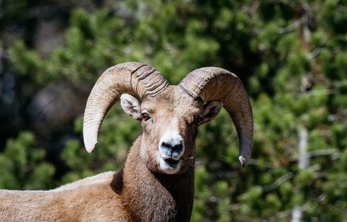 Free Close-up of a bighorn sheep with curved horns against a forest background in daylight. Stock Photo