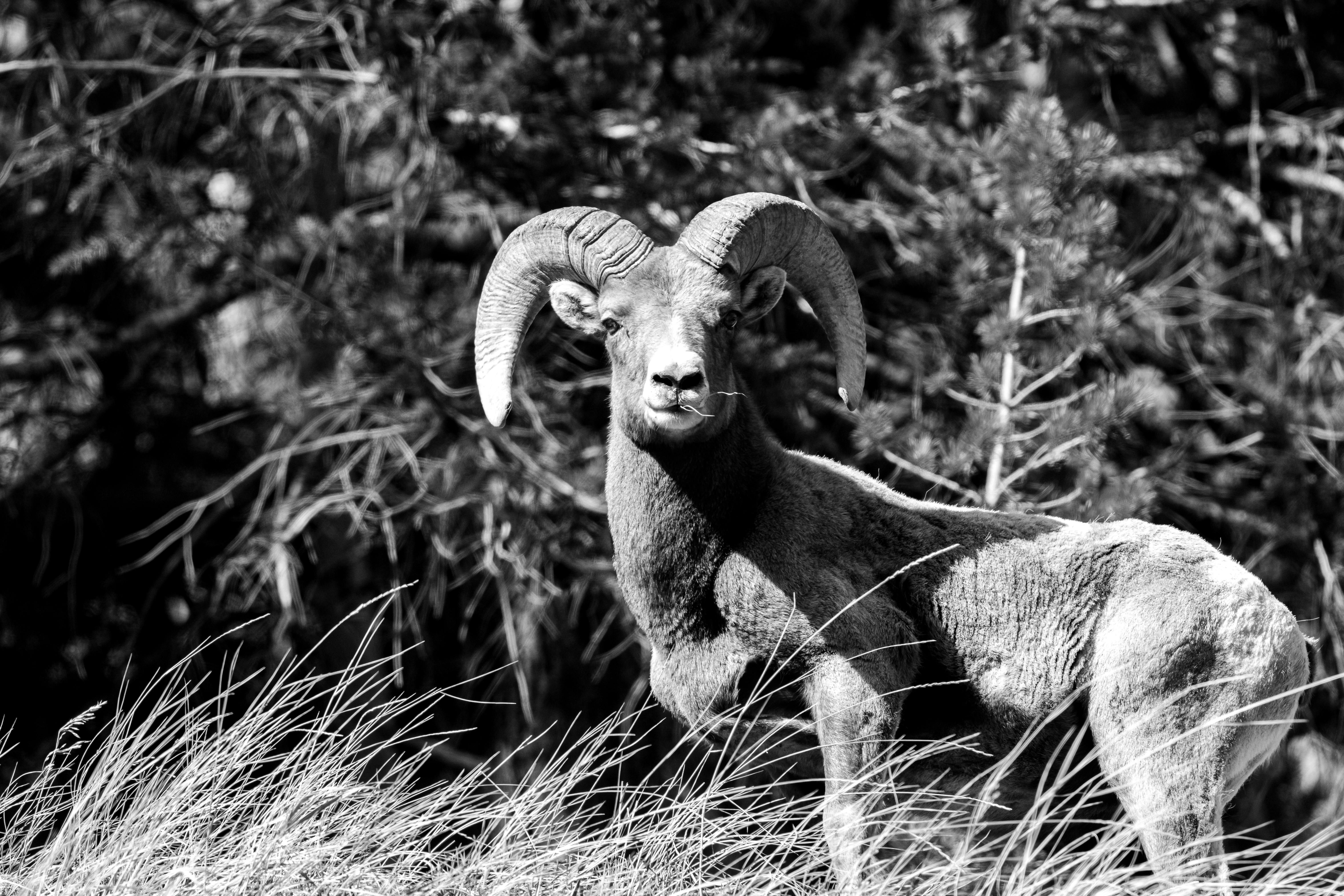 Big Horn Outdoor Adventure Show returns to Spokane — Photo by Chris F on Pexels
